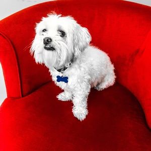 Meet your Posher, George